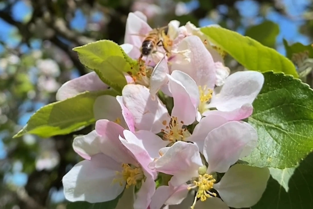 Bienenpower & Blütenpracht: So entstehen unsere Destillate